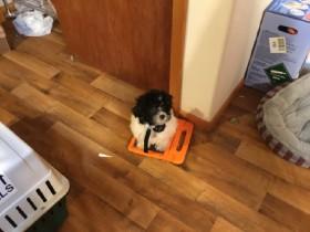 who love puppies on a ipad !