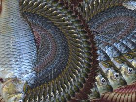 Fish Spin Draw