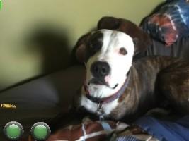 car simulator 10000000 1