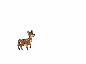 Week 2: Forest Quiz 1