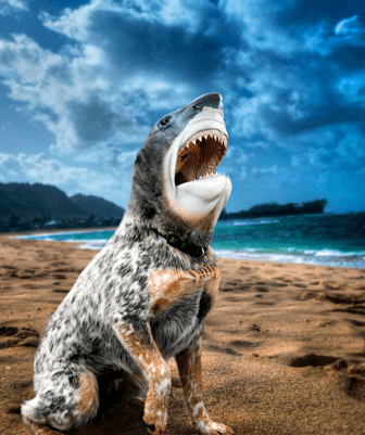 Shark Dog