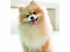 Learn how to draw a DOGGO