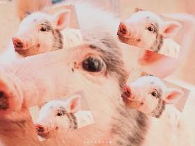 pigs