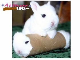 bunny in a tube