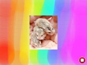 hammy and my siblings