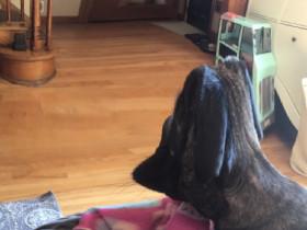 1 like=Treat for this dog