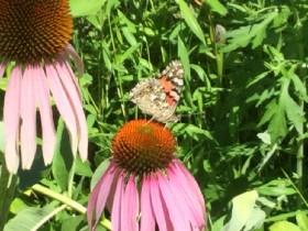 talk to a butterfly!