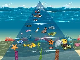 Ecological Pyramid 1