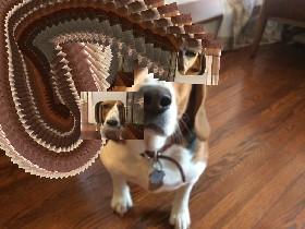 Dog spin Drawer COMPLETE! 1