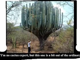 why cacti are the best
