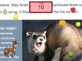 Funny ferret fruit 10 quadrillion