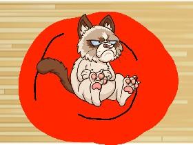 meet the anoying cat