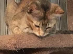 KITTEN MEW MEW MEW