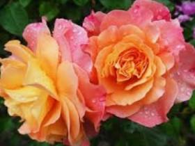 jojo fans this is for you