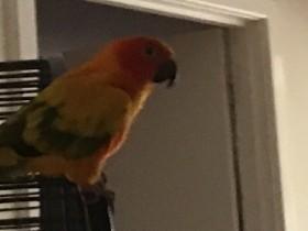 bird