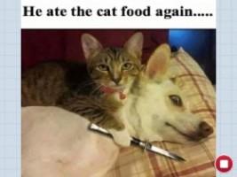 bob is sad (the dog)