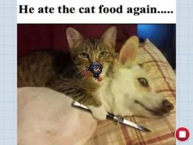 bob is sad (the dog) 1