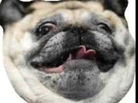 cutest pug io 