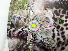cheetah backround