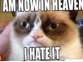 Grumpy Cat, R.I.P. 1 1