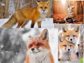 Foxes