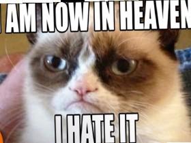 Grumpy Cat, R.I.P. 1 2