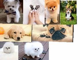 cute dog pictures