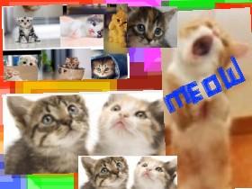 meow meow meow!!🖕🏻