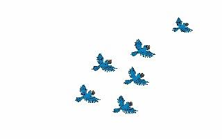 bird!!!