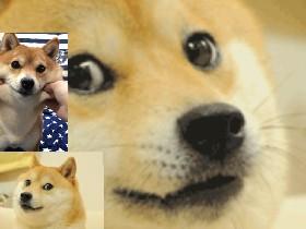 chat with doge