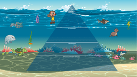 Ocean Ecological Pyramid