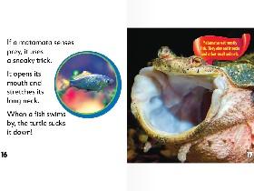 LOOK AT THIS TUERTLE