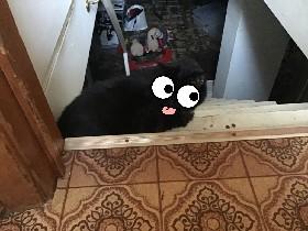 Googly Eye shoger - copy