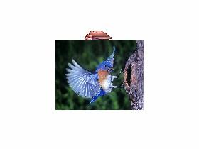 chirp chirp