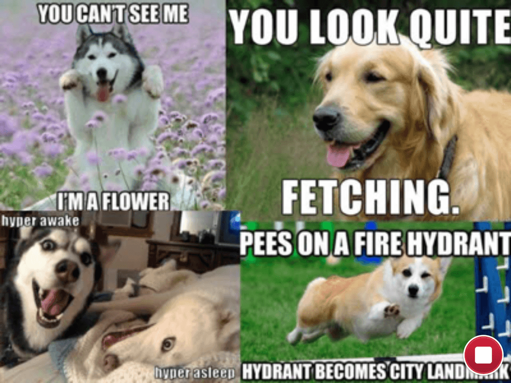 best dog memes