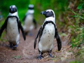 penguins