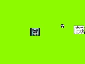 cat soccer 1