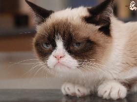 Grumpy cat spin spin draw