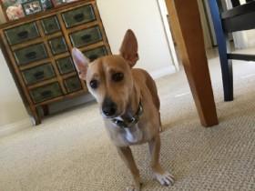 like for the dog PLEASE!