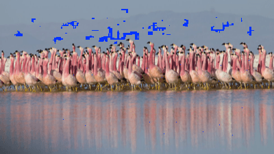 Join the Flamingo side NOW
