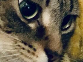 My cat Luke 1