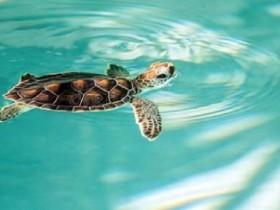 Turtles are cute 1🐢