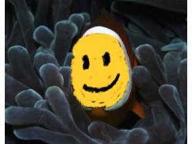fish alli-a dumd song