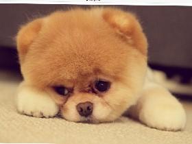 my sad puupy
