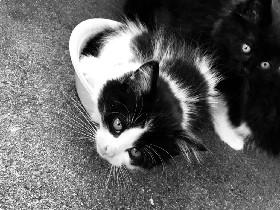 catss in a bowl