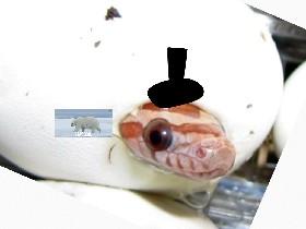 rerayn