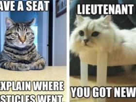 cat memes original  2
