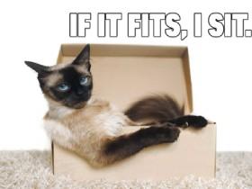 cat memes not oringal