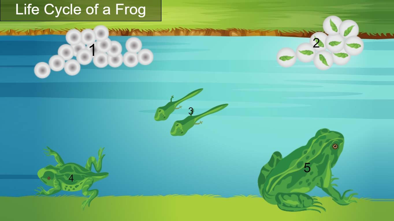 LifeCycle of a Frog 2gr