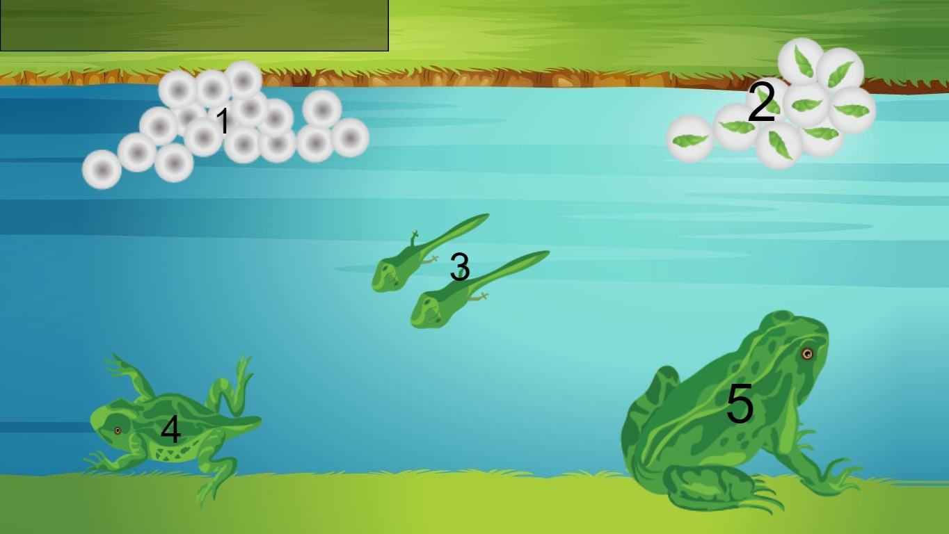 LifeCycle of a Frog 2gr